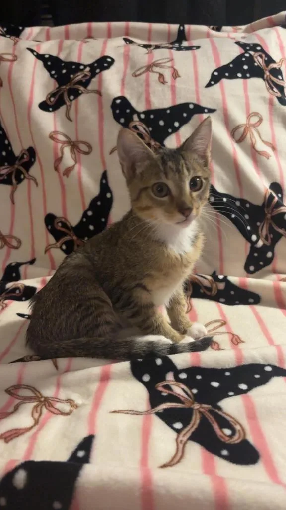 A baby medium-sized male Domestic Short Hair cat named Pickles for adoption in Miami, OK