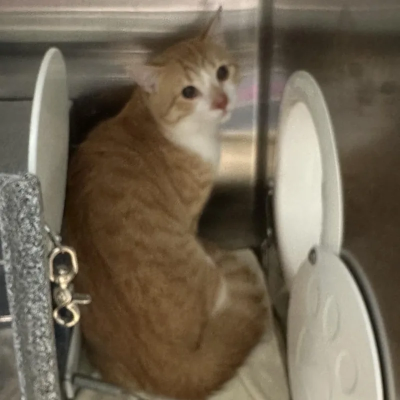 A young medium-sized male Orange / Red Domestic Short Hair cat named Buki for adoption in Greensboro, NC