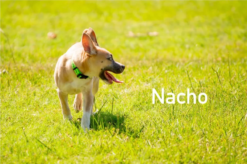 Nacho