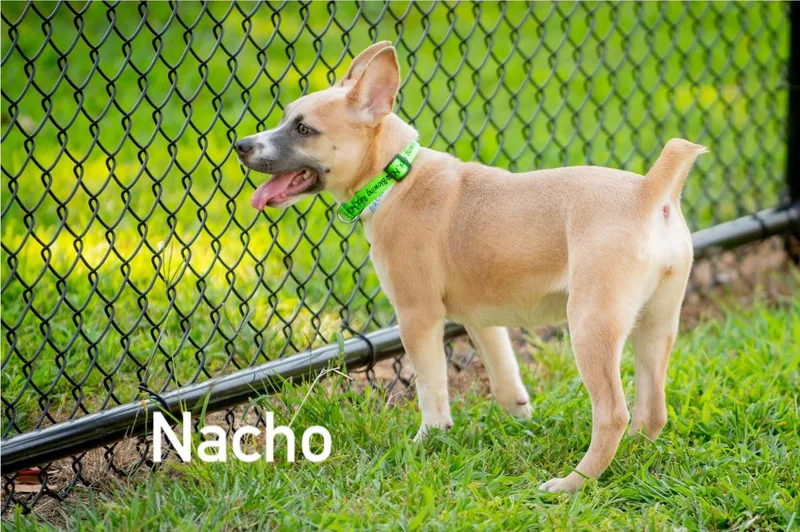 Nacho thumbnail 3
