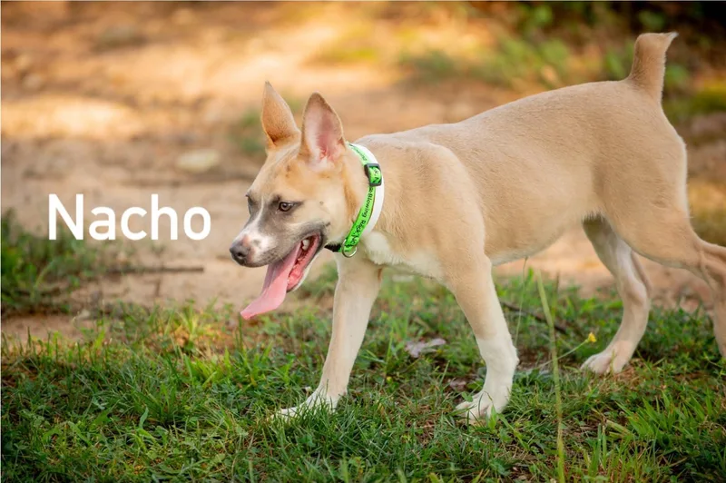 Nacho thumbnail 4