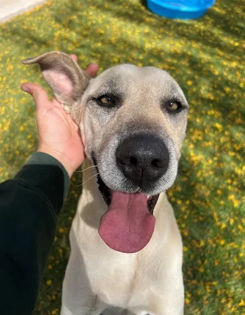 An adult large-sized female Labrador Retriever dog named Cleo for adoption in Blythe, CA