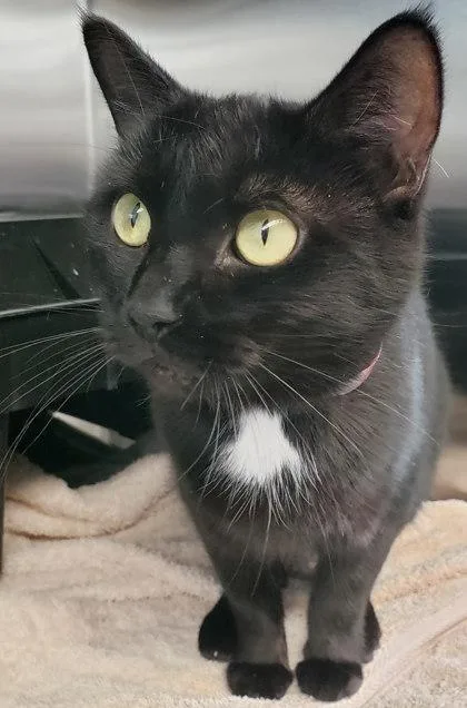 An adult small-sized female Domestic Short Hair cat named Amara for adoption in Cleveland, OH