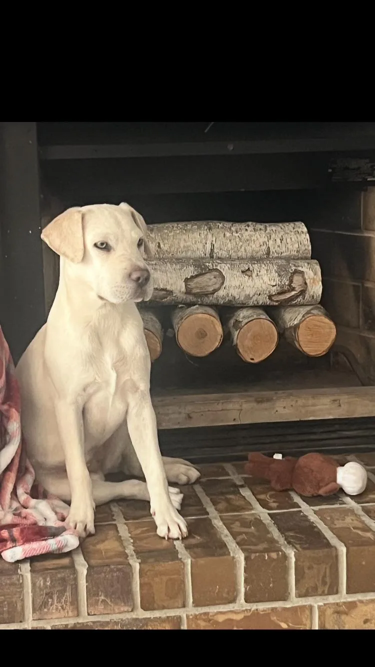 A young medium-sized female Apricot / Beige Labrador Retriever dog named Lacie for adoption in Pensacola, FL