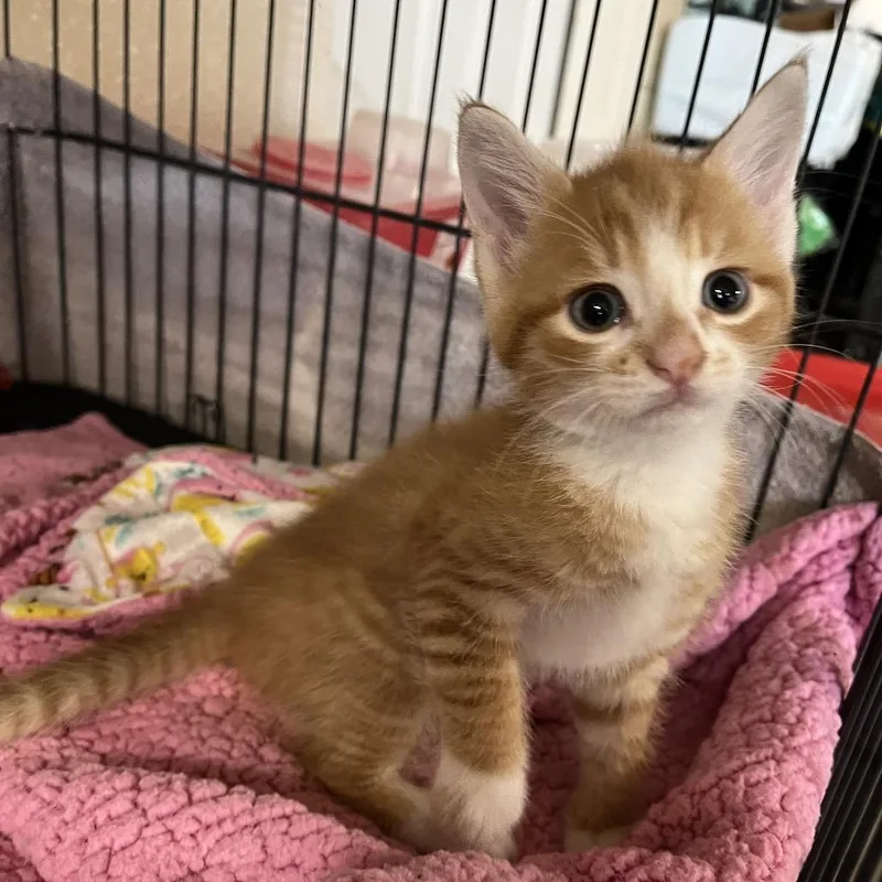 A baby small-sized male Domestic Short Hair cat named Kip for adoption in Alexandria, VA