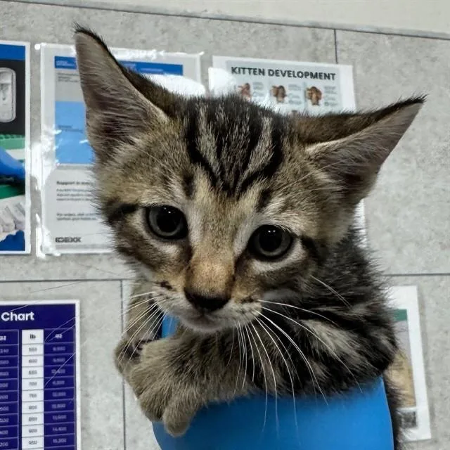 A baby small-sized male Domestic Short Hair cat named Pez for adoption in Naples, FL