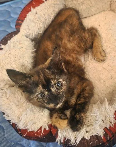A baby medium-sized female Tortoiseshell Domestic Medium Hair cat named Millie May for adoption in Lafayette, LA