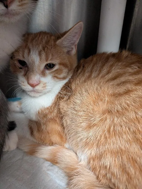A young medium-sized female Orange / Red Domestic Short Hair cat named Caramel Latte for adoption in Cincinnati, OH