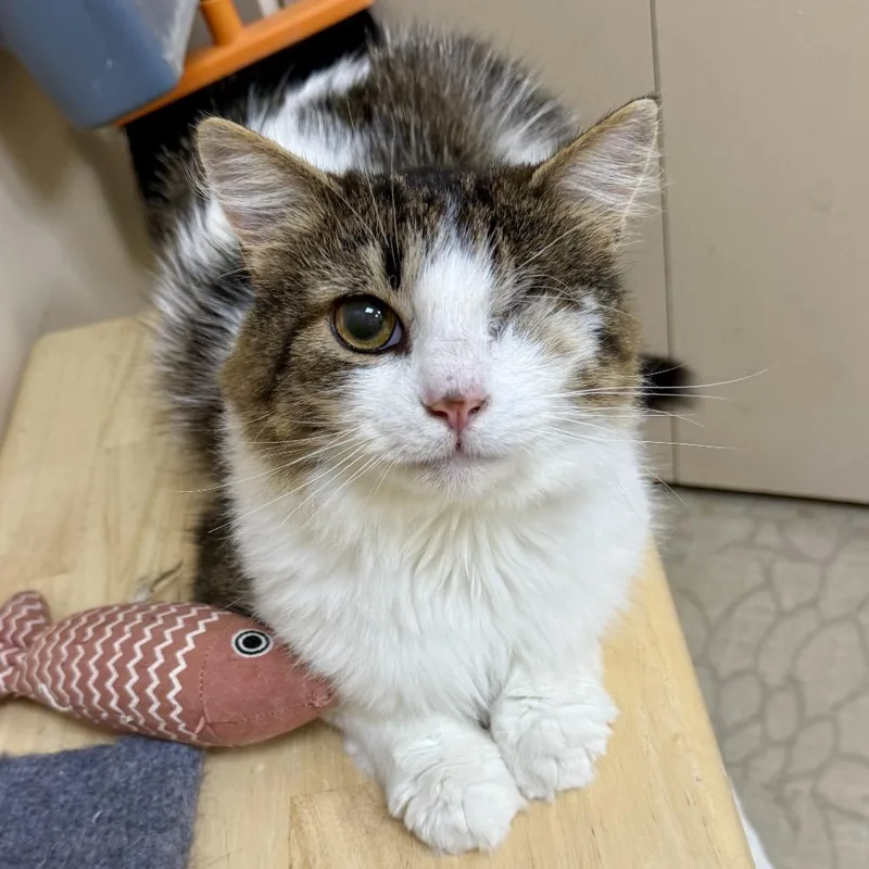 An adult medium-sized male Brown / Chocolate Domestic Long Hair cat named Cosmo for adoption in Medina, OH