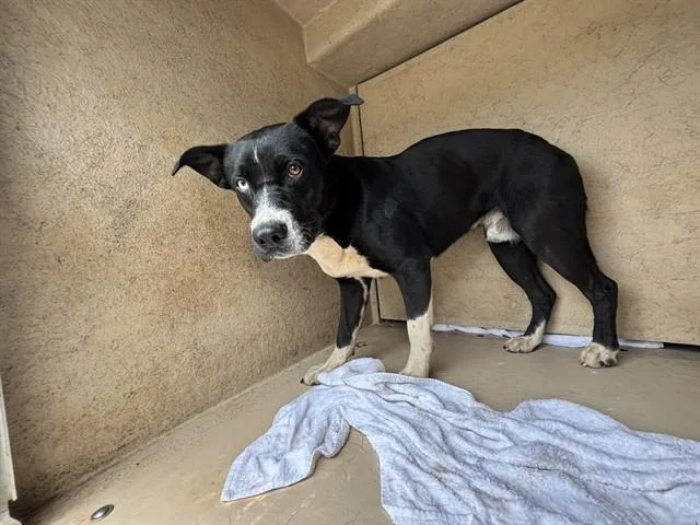 An adult medium-sized male Pit Bull Terrier dog named A for adoption in Oklahoma City, OK