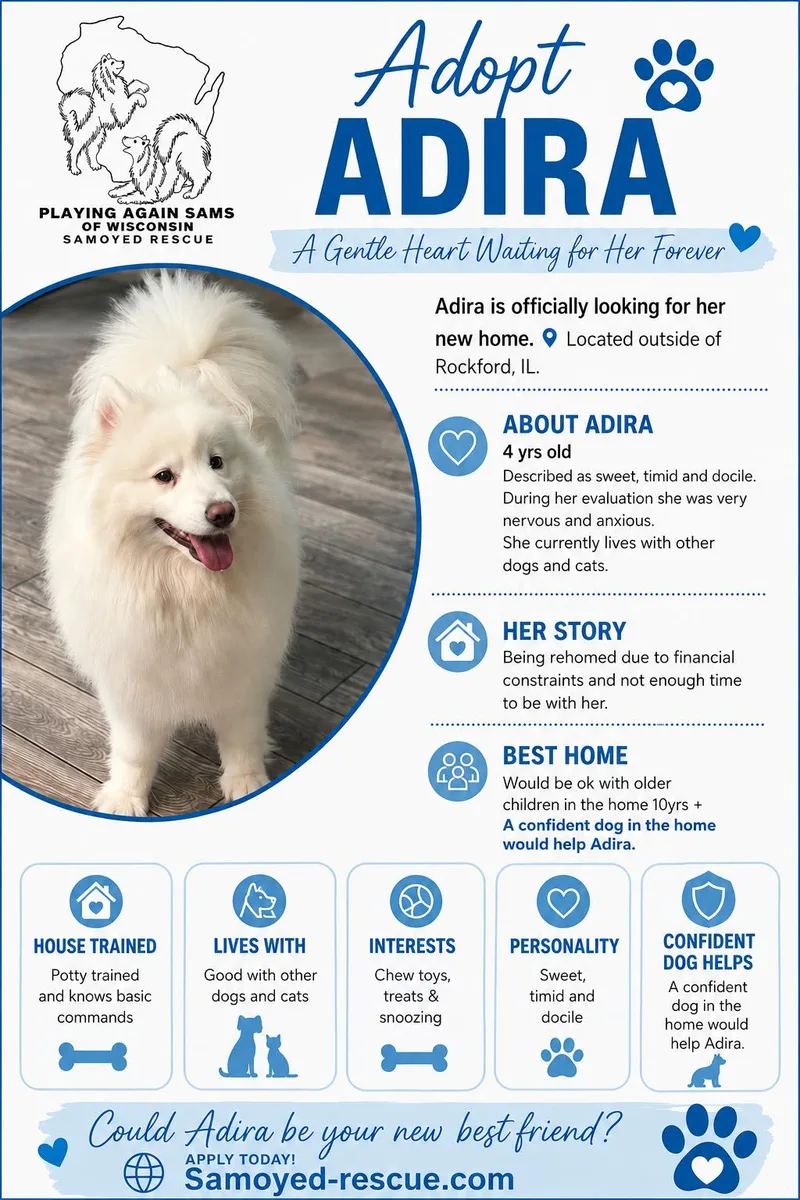 An adult medium-sized female Samoyed dog named Adira for adoption in Milwaukee, WI