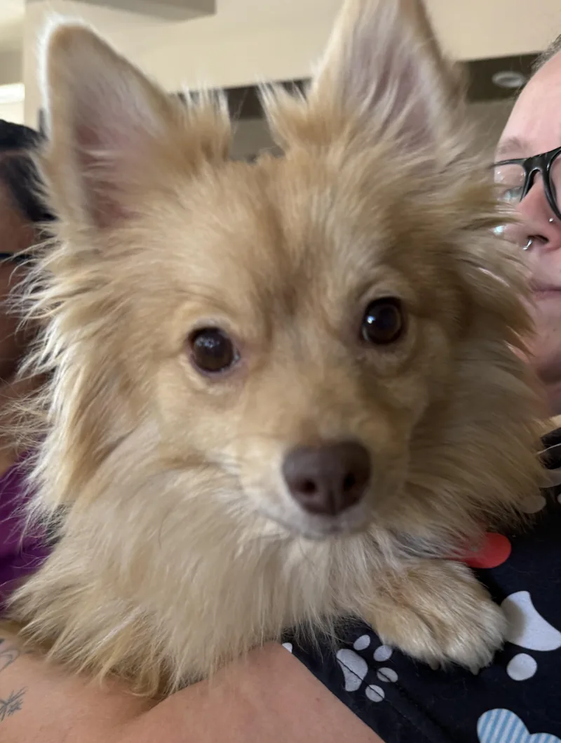 A young small-sized female Golden Pomeranian dog named Chela for adoption in Las Vegas, NV
