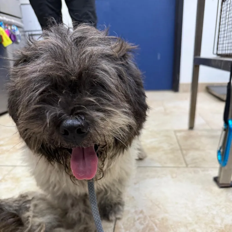 An adult medium-sized male White / Cream Shih Tzu dog named Tamlin for adoption in Galveston, TX