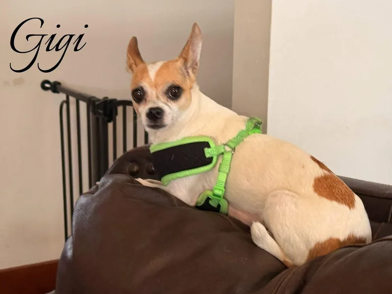 A young small-sized female Apricot / Beige Chihuahua dog named Gigi for adoption in Manhattan, KS