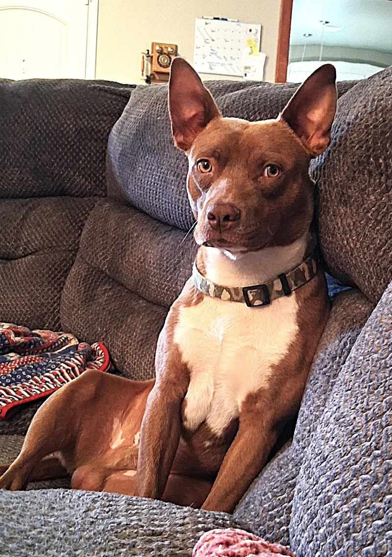 A young medium-sized male Pit Bull Terrier dog named Cs Rosco for adoption in Vancouver, WA