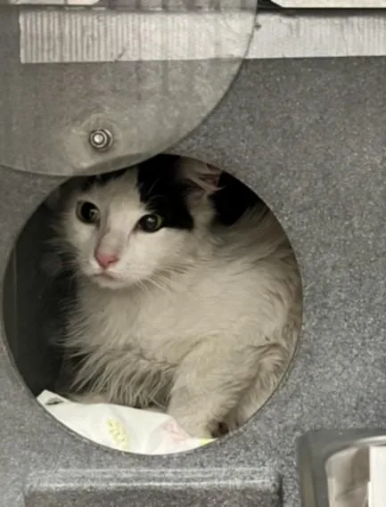 A young large-sized female Domestic Long Hair cat named Isabelle for adoption in Chatsworth, CA