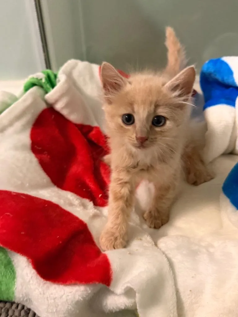A baby medium-sized male Domestic Short Hair cat named Kabocha for adoption in Newnan, GA