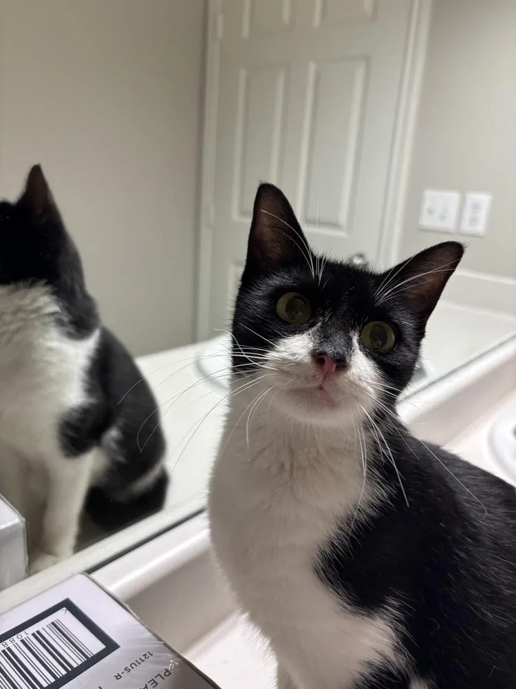 A baby medium-sized female Black & White / Tuxedo Domestic Short Hair cat named Cookie Deville for adoption in Dallas, TX