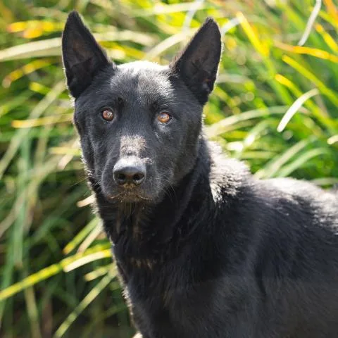 An adult large-sized male German Shepherd Dog dog named Flint for adoption in Camarillo, CA