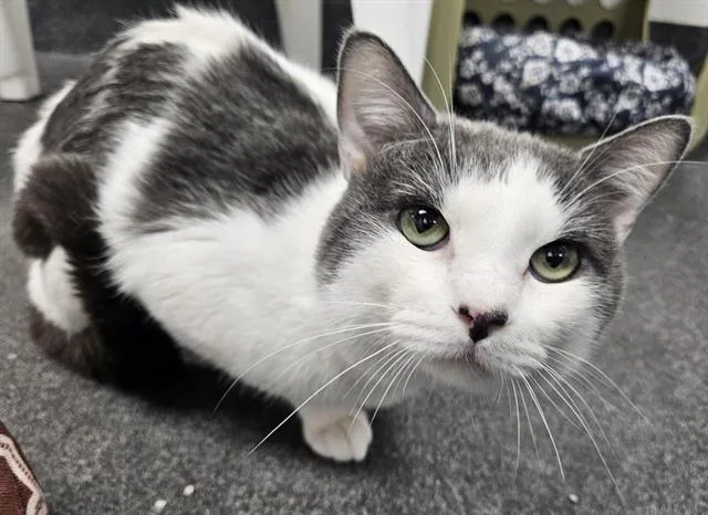 An adult medium-sized male Domestic Short Hair cat named Ralph for adoption in Albuquerque, NM