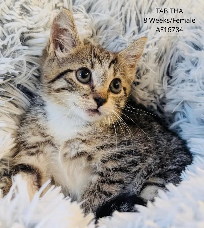 A young medium-sized female Domestic Short Hair cat named Tabitha for adoption in Supply, NC