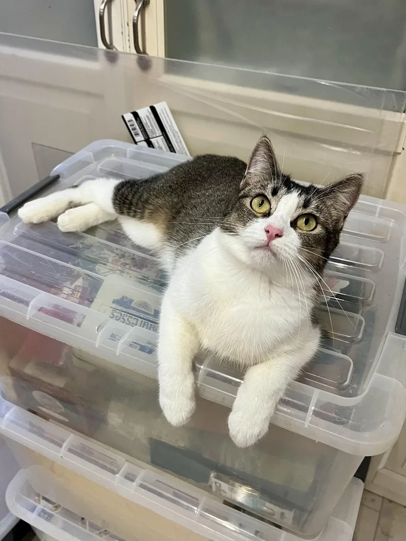 A young small-sized female Manx cat named Manxine for adoption in Long Beach, CA