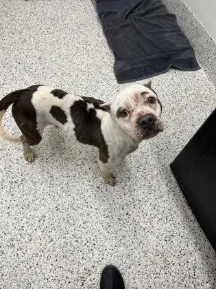 A young medium-sized female Mixed Breed dog named Casimiro for adoption in Atlanta, GA