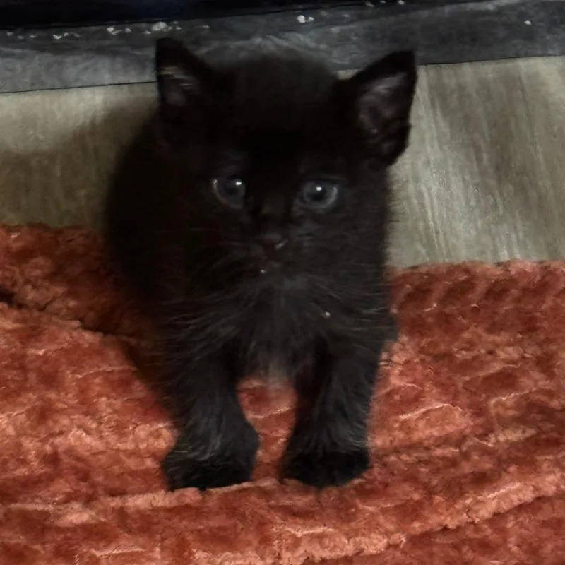 A baby small-sized male Domestic Short Hair cat named Casper + Ghost for adoption in Beaumont, TX