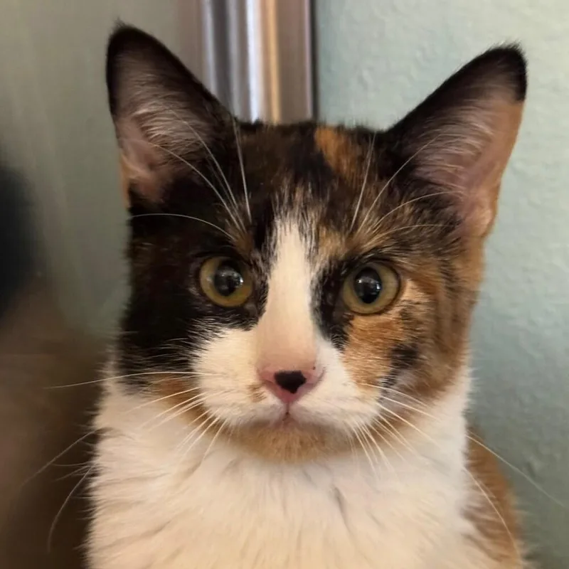 A baby small-sized female Black & White / Tuxedo Domestic Short Hair cat named Ms. Scarlett for adoption in Albuquerque, NM
