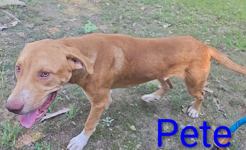 A young small-sized male Treeing Walker Coonhound dog named Mr. Pete for adoption in Mena, AR