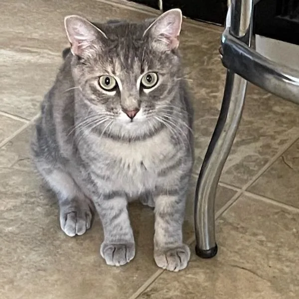 A young small-sized female Gray / Blue / Silver Domestic Short Hair cat named Ginger Spice for adoption in St. Louis, MO