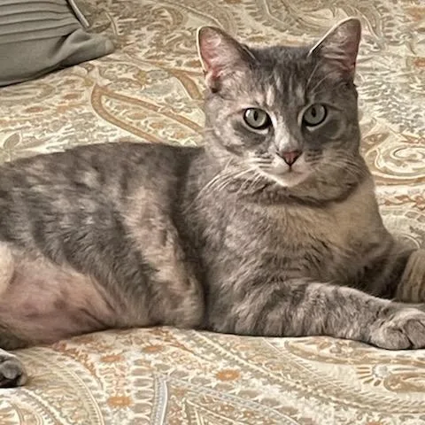 Ginger Spice thumbnail 2