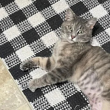 Ginger Spice thumbnail 3