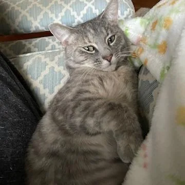 Ginger Spice thumbnail 5