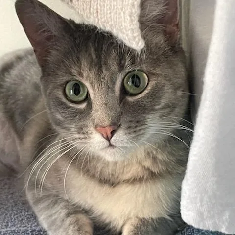 Ginger Spice thumbnail 6