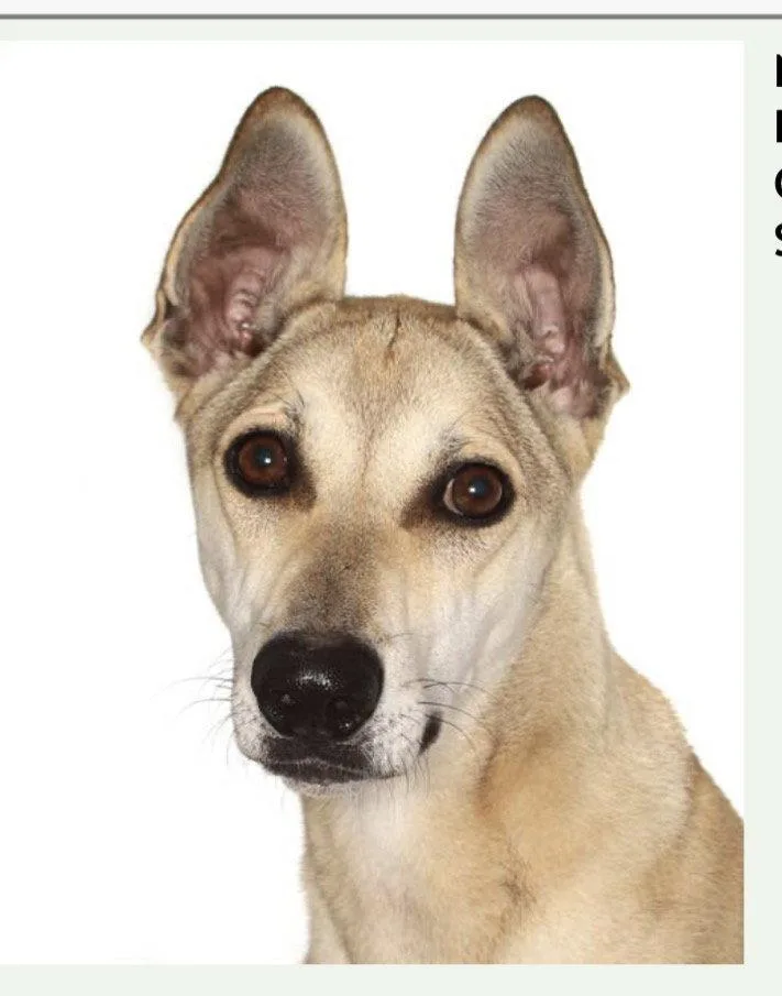 A young medium-sized male Greyhound dog named Buddy for adoption in Fort Pierce, FL