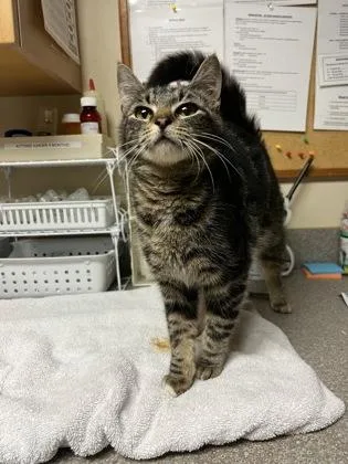 A young medium-sized female Domestic Short Hair cat named Jelly for adoption in Bellingham, WA
