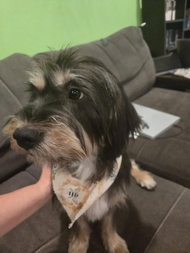 An adult medium-sized female Brown / Chocolate Terrier dog named Dolly for adoption in Colorado Springs, CO