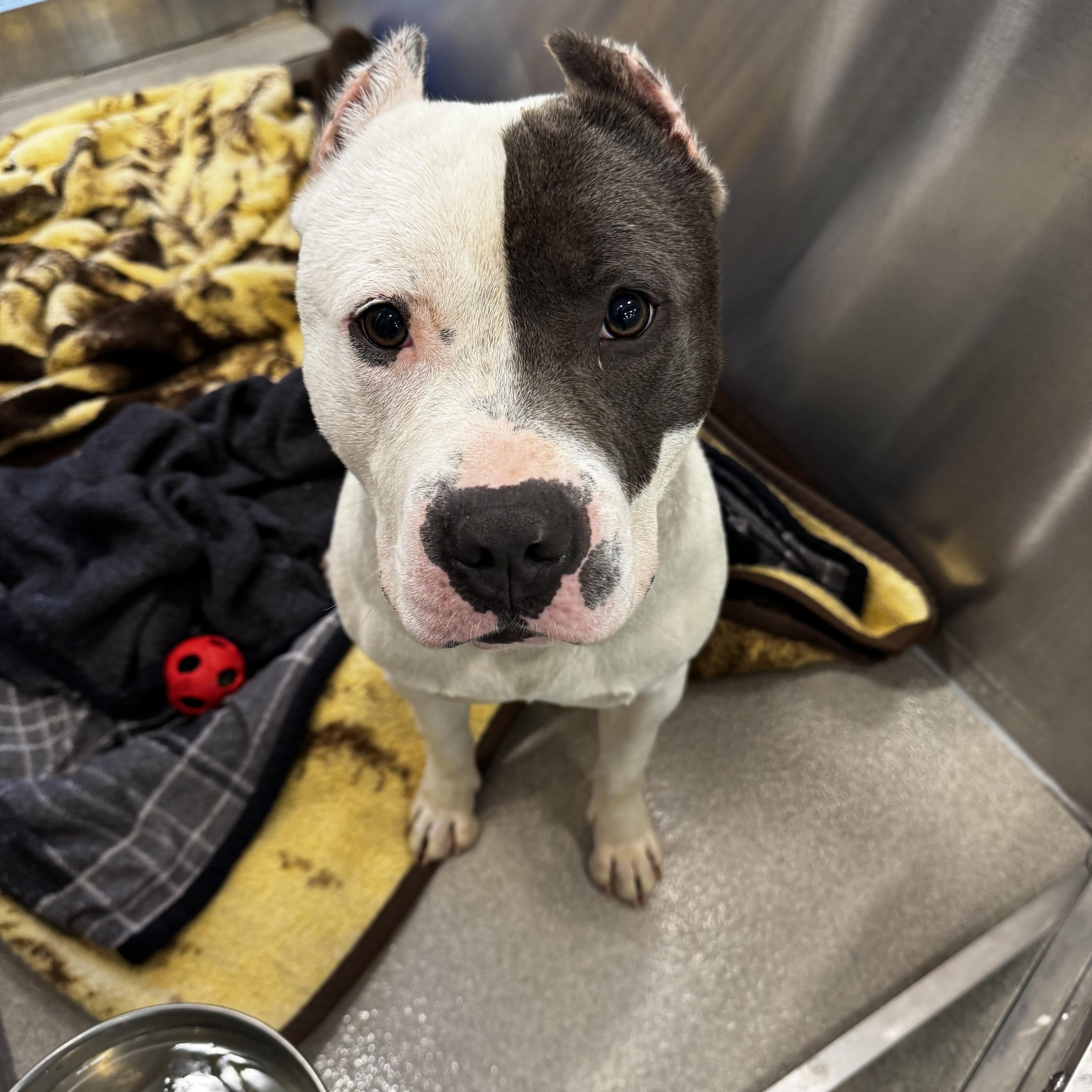 An adult large-sized male Black Pit Bull Terrier dog named 26-232 for adoption in Amityville, NY