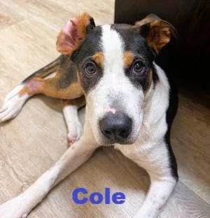 Cole thumbnail 3