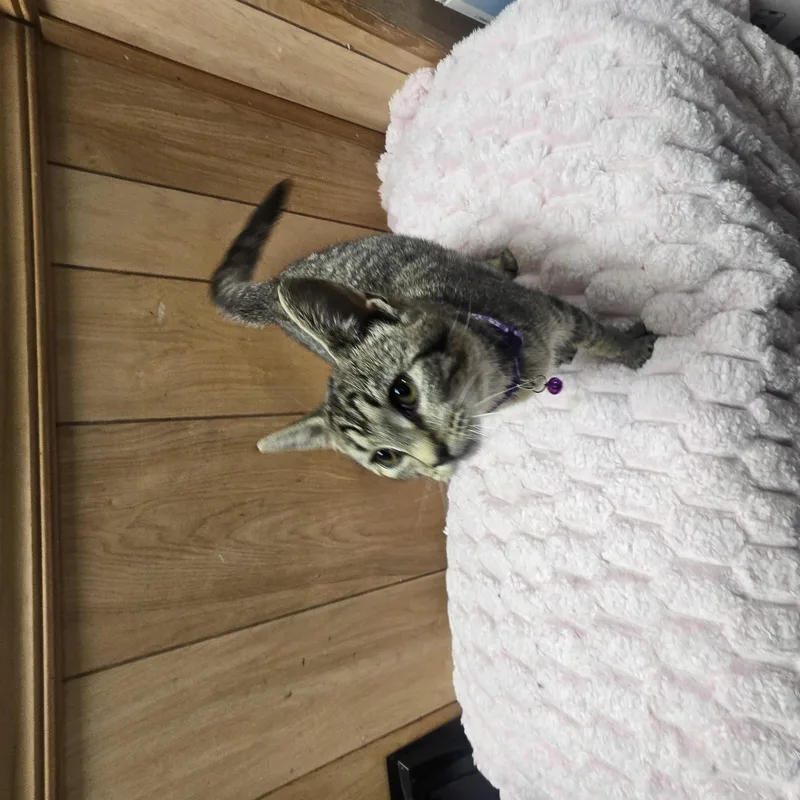 A young medium-sized female Tabby (Brown / Chocolate) Domestic Short Hair cat named Mimzy for adoption in Allison Park, PA