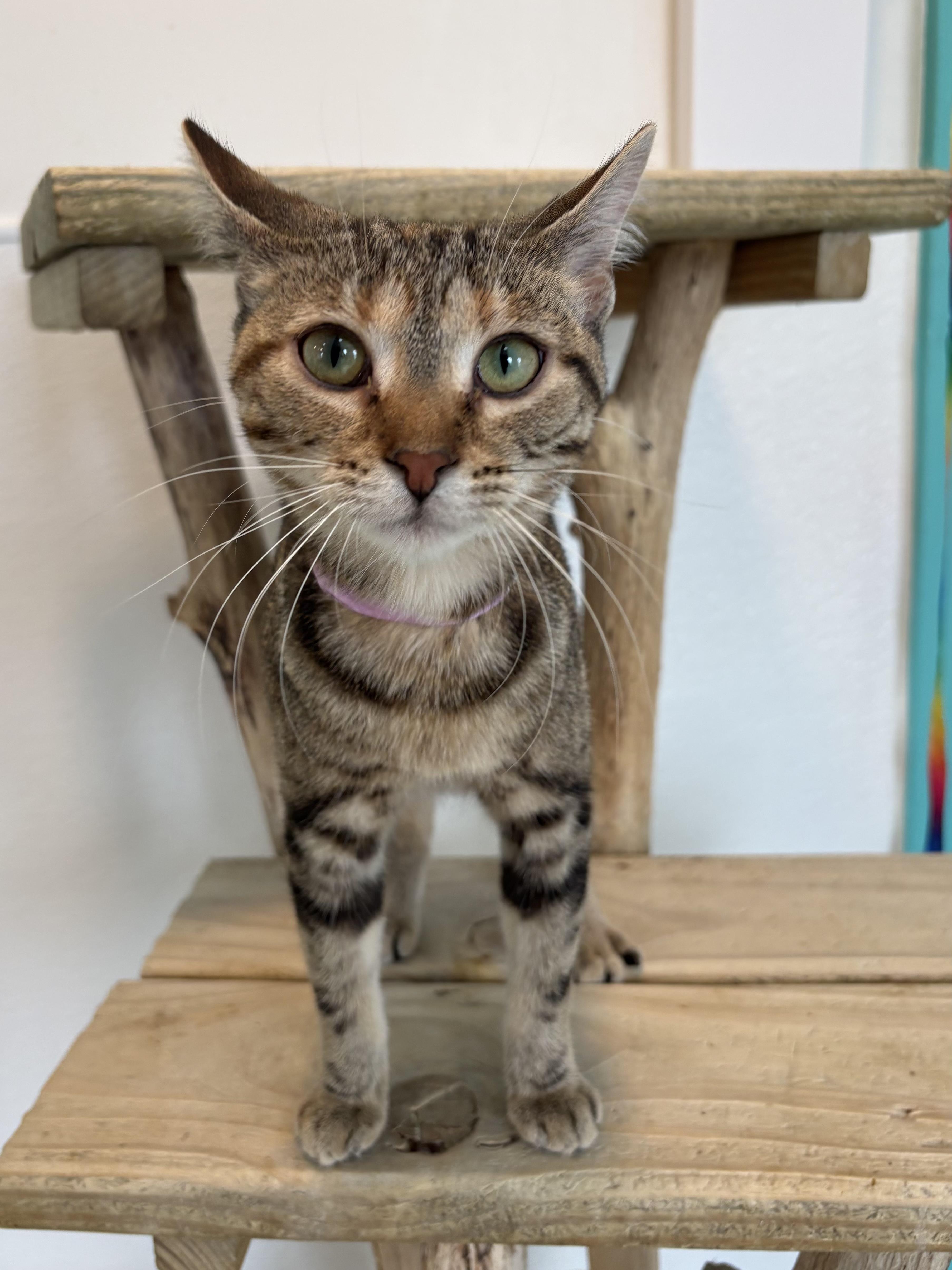 A young medium-sized female Torbie Domestic Short Hair cat named Animal Cracker for adoption in Chicago, IL