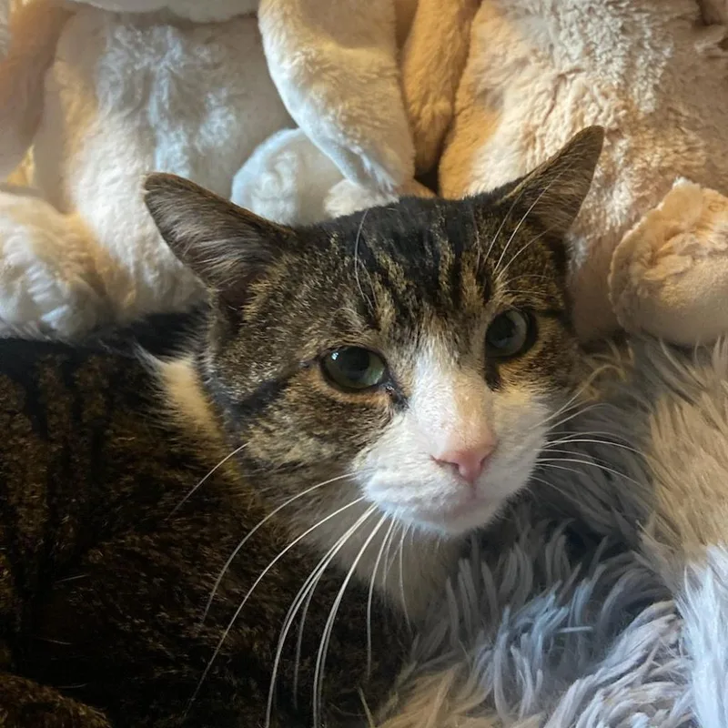 An adult medium-sized male Brown / Chocolate Domestic Short Hair cat named Mr. Mcgregor for adoption in Wind Gap, PA