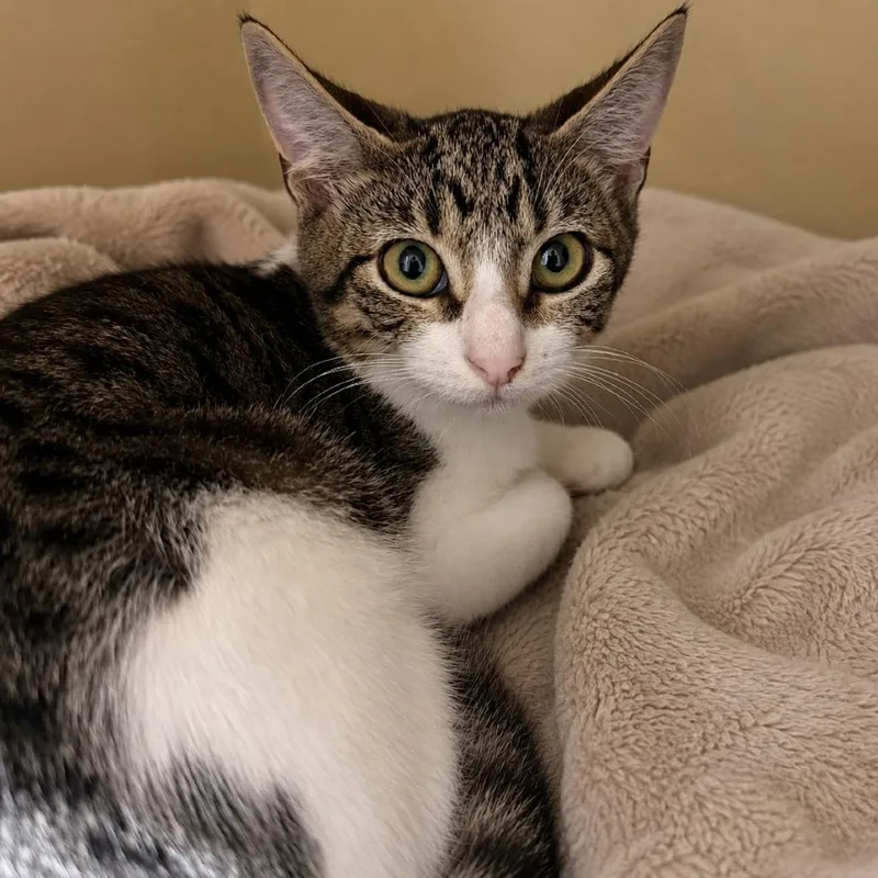 A baby small-sized female Brown / Chocolate Domestic Short Hair cat named Nora for adoption in Sarasota, FL