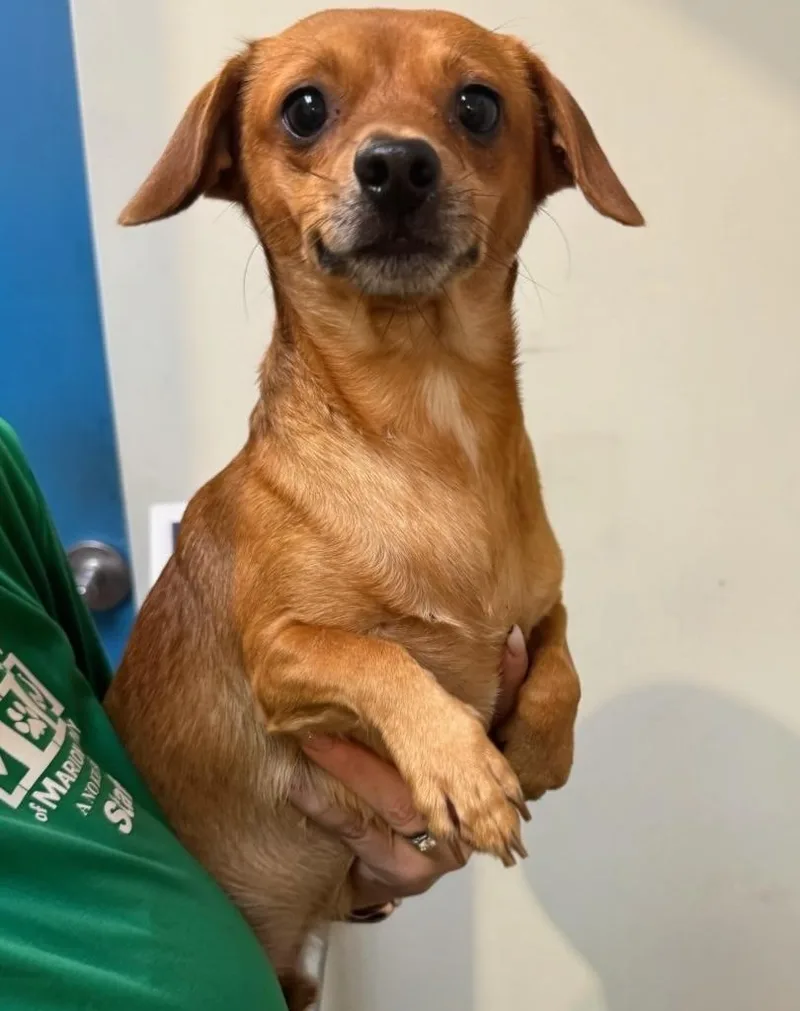 An adult small-sized male Mixed Breed dog named Maverick for adoption in Ocala, FL