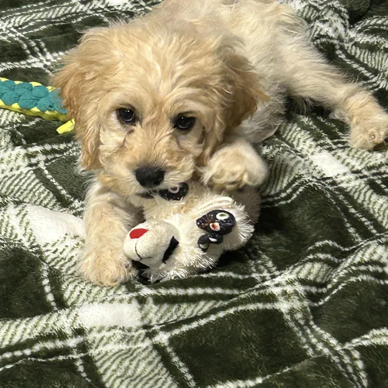 A baby small-sized male Cockapoo dog named Tommy . lbs. Buff for adoption in Antwerp, OH