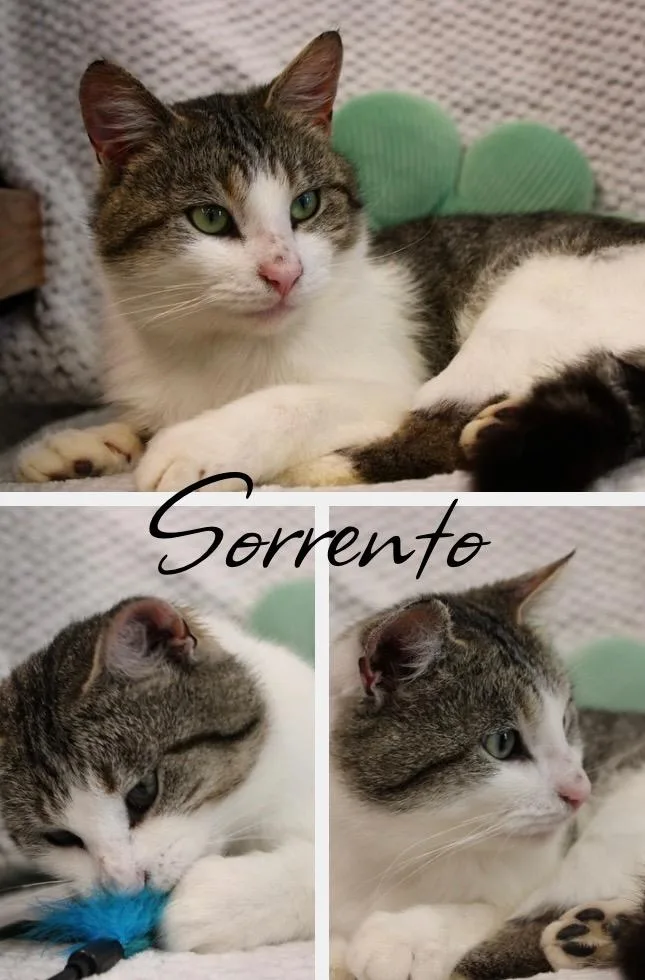 Sorrento thumbnail 2