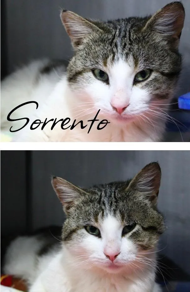Sorrento thumbnail 3