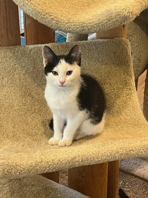 A young medium-sized female Domestic Short Hair cat named Winnie for adoption in Spencer, MA