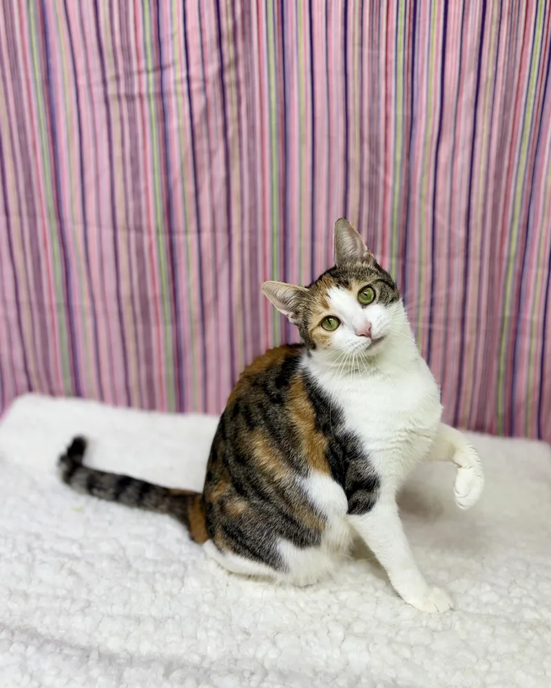 An adult medium-sized female Calico Domestic Short Hair cat named Furball for adoption in Upper Sandusky, OH